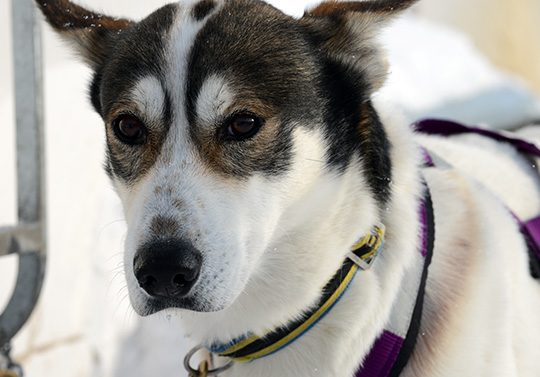 130309_hund_DSC_0328