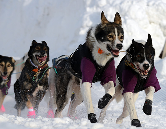 130309_hund_DSC_0429