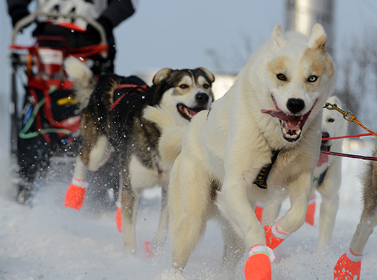 130309_hund_DSC_0505