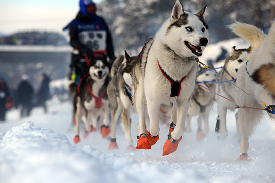 130309_hund_DSC_0651