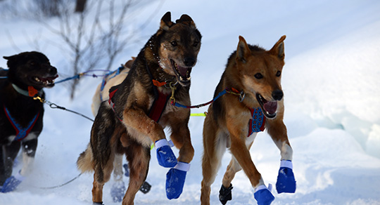 130309_hund_DSC_0961